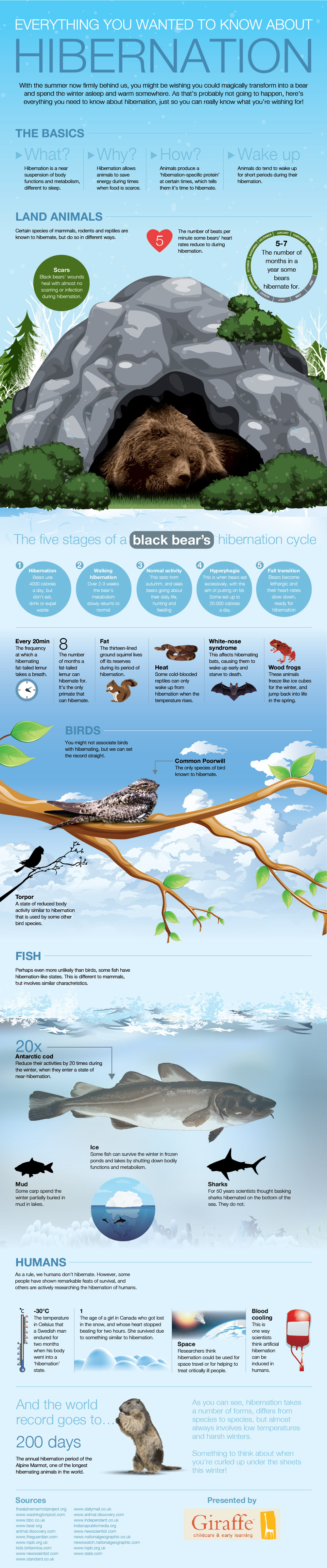 Everything You Wanted to Know about Hibernation